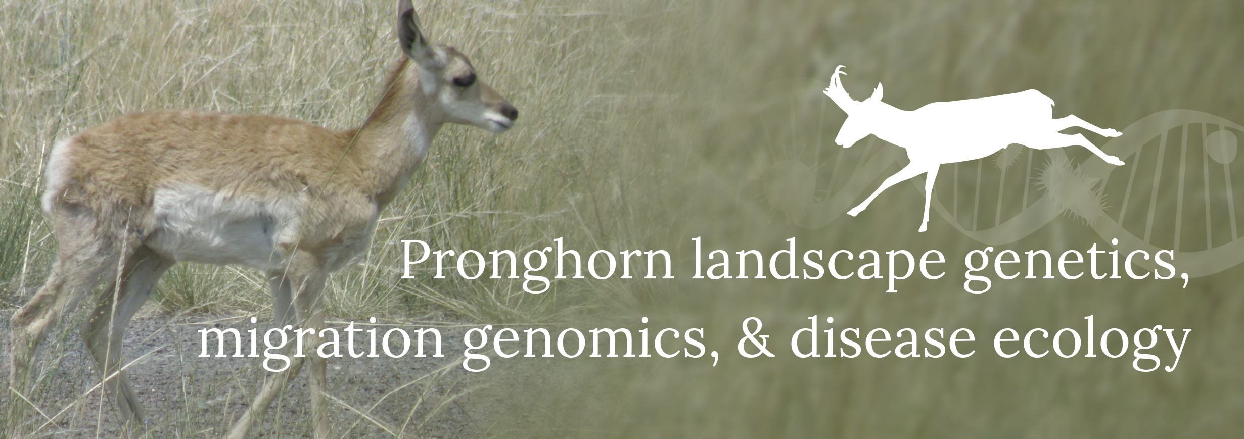 Pronghorn landscape genetics, migration genomics, and disease ecology